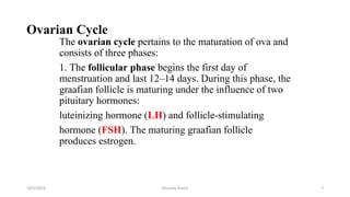 Ovarian Cycle
The ovarian cycle pertains to the maturation of ova and
consists of three phases:
1. The follicular phase begins the first day of
menstruation and last 12–14 days. During this phase, the
graafian follicle is maturing under the influence of two
pituitary hormones:
luteinizing hormone (LH) and follicle-stimulating
hormone (FSH). The maturing graafian follicle
produces estrogen.
10/5/2024 Msouda Asaira 7
 