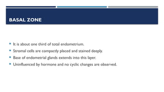 Basel Zone Comprehensive Overview of the Menstrual Cycle: Ovarian and Endometrial ...