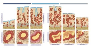 Comprehensive Overview of the Menstrual Cycle: Ovarian and Endometrial ...