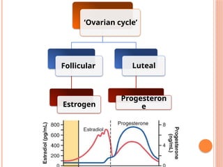 Comprehensive Overview of the Menstrual Cycle: Physiology and Hormonal ...
