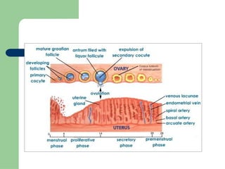 Comprehensive Overview of Female Reproductive and Menstrual Cycles | PPTX