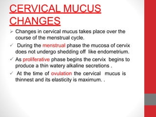 CERVICAL MUCUS
CHANGES
 Changes in cervical mucus takes place over the
course of the menstrual cycle.
 During the menstrual phase the mucosa of cervix
does not undergo shedding off like endometrium.
 As proliferative phase begins the cervix begins to
produce a thin watery alkaline secretions .
 At the time of ovulation the cervical mucus is
thinnest and its elasticity is maximum. .
 