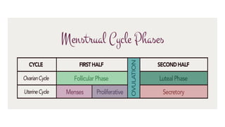 Comprehensive Overview of the Menstrual Cycle: Phases, Hormones, and ...