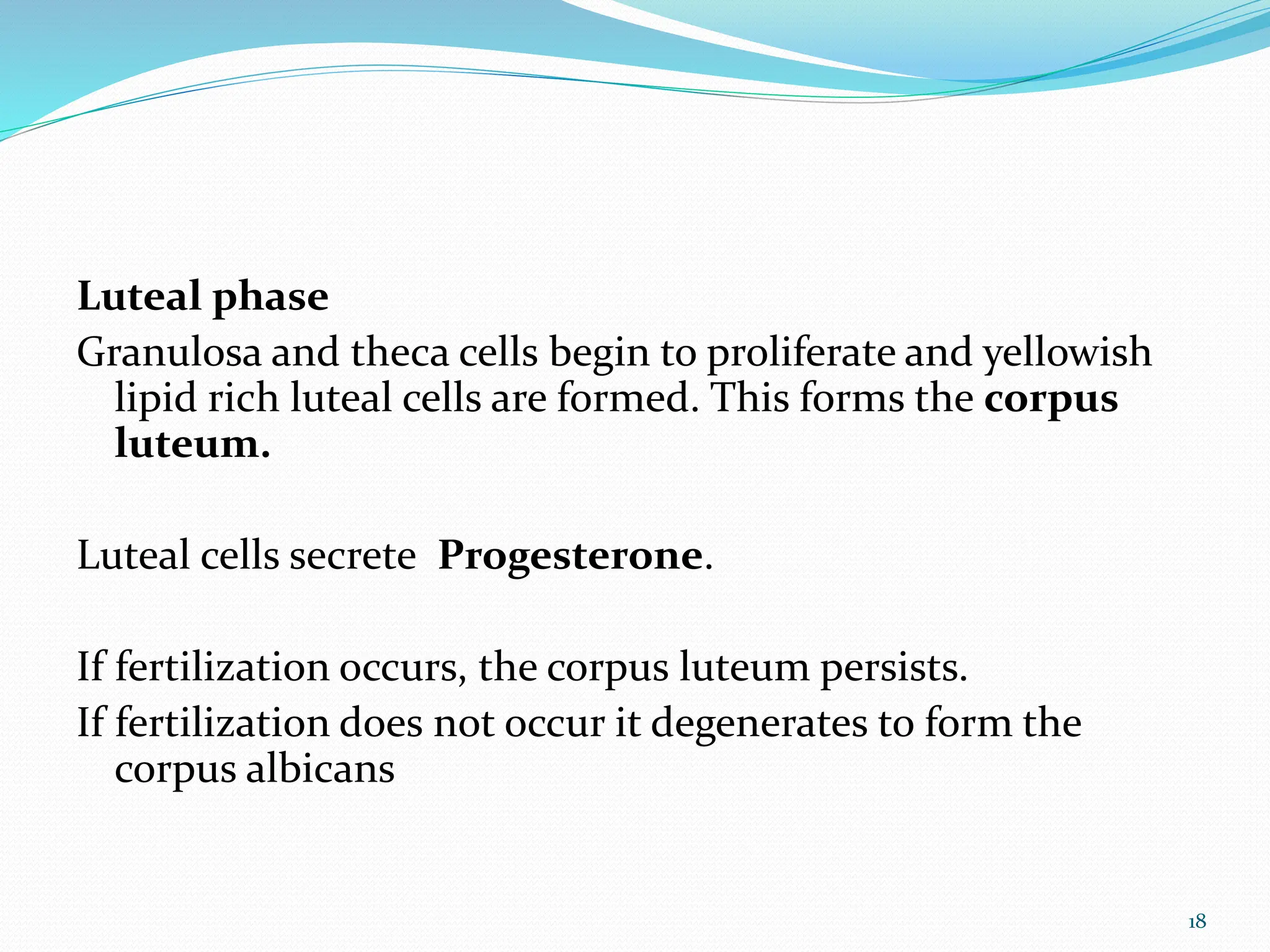 Luteal phase
Granulosa and theca cells begin to proliferate and yellowish
lipid rich luteal cells are formed. This forms the corpus
luteum.
Luteal cells secrete Progesterone.
If fertilization occurs, the corpus luteum persists.
If fertilization does not occur it degenerates to form the
corpus albicans
18
 