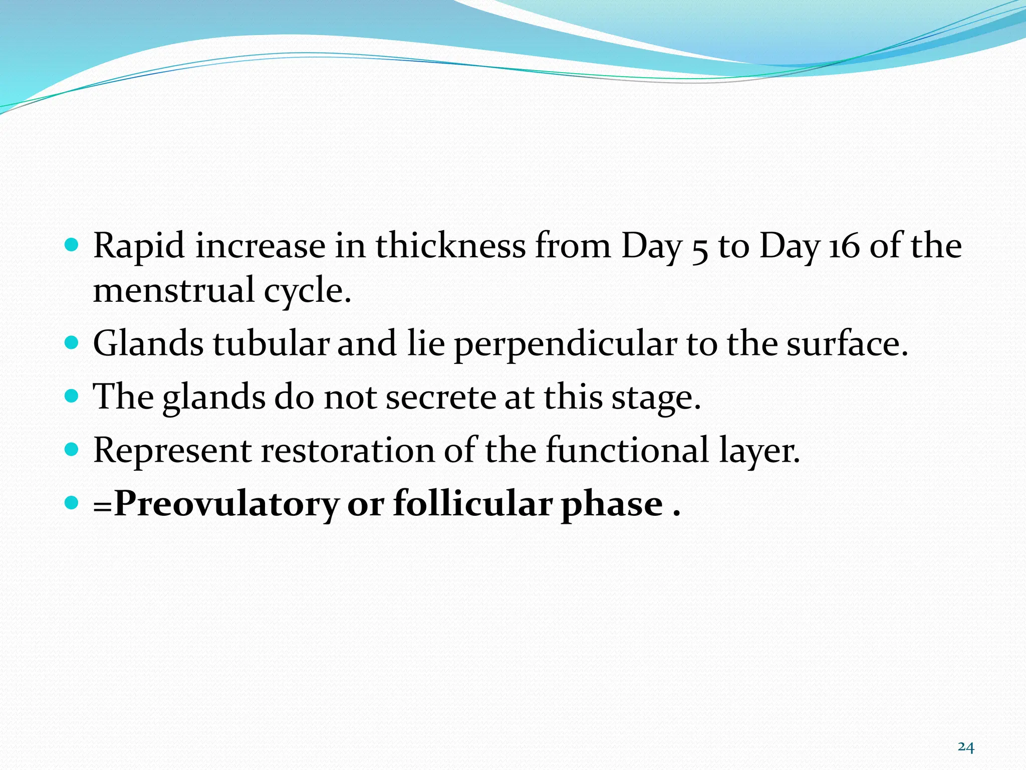  Rapid increase in thickness from Day 5 to Day 16 of the
menstrual cycle.
 Glands tubular and lie perpendicular to the surface.
 The glands do not secrete at this stage.
 Represent restoration of the functional layer.
 =Preovulatory or follicular phase .
24
 