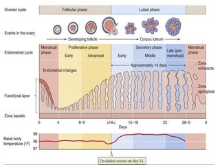 MENSTRUAL CYCLE AND OVULATION 3.ppt physiology and anatomy | PPT