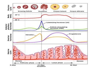 MENSTRUAL CYCLE AND OVULATION 3.ppt physiology and anatomy | PPT