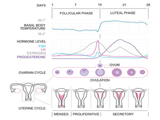 MENSTRUAL CYCLE AND OVULATION 3.ppt physiology and anatomy | PPT