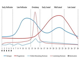 MENSTRUAL CYCLE AND OVULATION 3.ppt physiology and anatomy | PPT