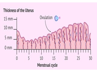 MENSTRUAL CYCLE AND OVULATION 3.ppt physiology and anatomy | PPT