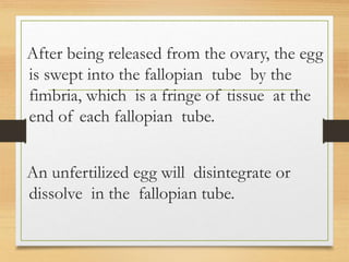 After being released from the ovary, the egg
is swept into the fallopian tube by the
fimbria, which is a fringe of tissue at the
end of each fallopian tube.
An unfertilized egg will disintegrate or
dissolve in the fallopian tube.
 