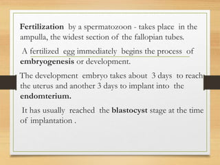 Fertilization by a spermatozoon - takes place in the
ampulla, the widest section of the fallopian tubes.
A fertilized egg immediately begins the process of
embryogenesis or development.
The development embryo takes about 3 days to reach
the uterus and another 3 days to implant into the
endomterium.
It has usually reached the blastocyst stage at the time
of implantation .
 