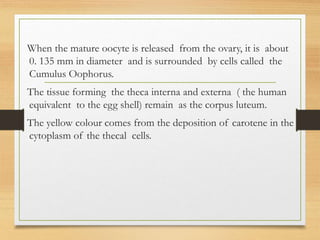 When the mature oocyte is released from the ovary, it is about
0. 135 mm in diameter and is surrounded by cells called the
Cumulus Oophorus.
The tissue forming the theca interna and externa ( the human
equivalent to the egg shell) remain as the corpus luteum.
The yellow colour comes from the deposition of carotene in the
cytoplasm of the thecal cells.
 