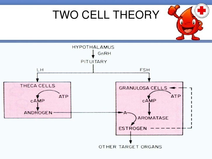 Menstrual cycle block diagram negative feedback 
