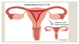 menstrual cycle.pptx