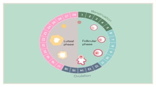 menstrual cycle.pptx