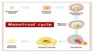 menstrual cycle.pptx