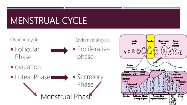 Menstrual cycle lecture dr irabon