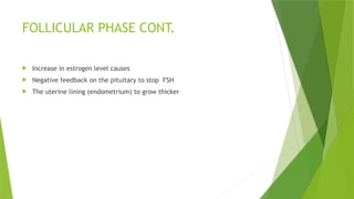 FOLLICULAR PHASE CONT.
 Increase in estrogen level causes
 Negative feedback on the pituitary to stop FSH
 The uterine lining (endometrium) to grow thicker
 