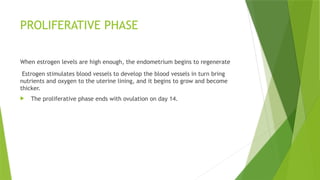 PROLIFERATIVE PHASE
When estrogen levels are high enough, the endometrium begins to regenerate
Estrogen stimulates blood vessels to develop the blood vessels in turn bring
nutrients and oxygen to the uterine lining, and it begins to grow and become
thicker.
 The proliferative phase ends with ovulation on day 14.
 