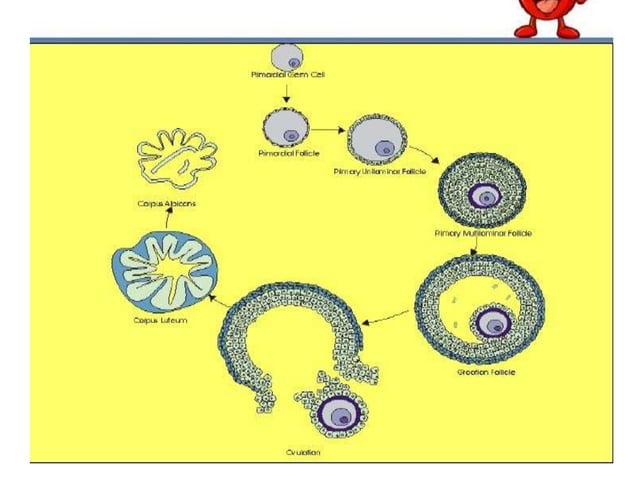 menstrual-cycle-ppt-nitin