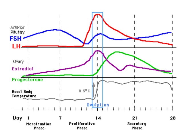 menstrual-cycle-ppt-nitin