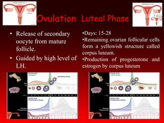 Ovulation
• Release of secondary
oocyte from mature
follicle.
• Guided by high level of
LH.
Luteal Phase
•Days: 15-28
•Remaining ovarian follicular cells
form a yellowish structure called
corpus luteum.
•Production of progesterone and
estrogen by corpus luteum
 