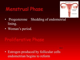 Menstrual Phase
• Progesterone Shedding of endometrial
lining.
• Woman’s period.
Proliferative Phase
• Estrogen produced by follicular cells
endometrian begins to reform
 