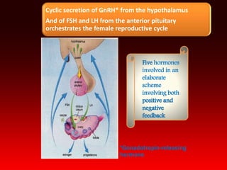 *Gonadotropin-releasing
hormone
Five hormones
involved in an
elaborate
scheme
involving both
positive and
negative
feedback
Cyclic secretion of GnRH* from the hypothalamus
And of FSH and LH from the anterior pituitary
orchestrates the female reproductive cycle
 