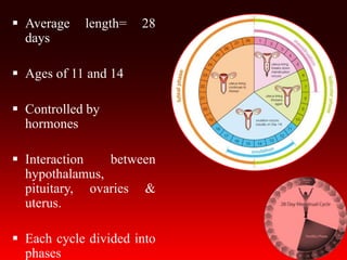  Average length= 28
days
 Ages of 11 and 14
 Controlled by
hormones
 Interaction between
hypothalamus,
pituitary, ovaries &
uterus.
 Each cycle divided into
phases
 