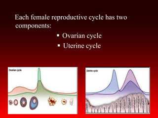 Each female reproductive cycle has two
components:
 Ovarian cycle
 Uterine cycle
 