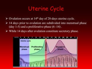 Uterine Cycle
 Ovulation occurs at 14th day of 28-days uterine cycle.
 14 days prior to ovulation are subdivided into menstrual phase
(day 1-5) and a proliferative phase (6 -14) .
 While 14 days after ovulation constitute secretory phase.
 