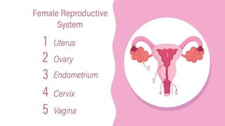 MENSTRUAL CYCLE gynecology and obstetrics ppt | PPTX