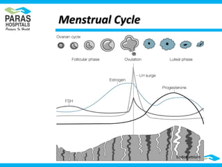 Menstrual CycleMenstrual Cycle
 
