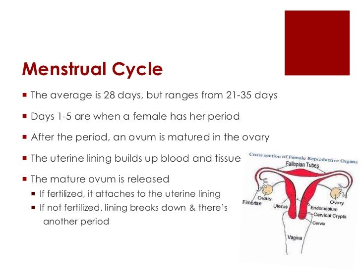 menstruation menstruation calendar