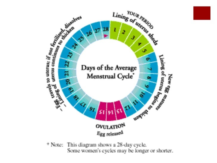 Ovulation Pie Chart