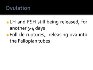 ■ LH and FSH still being released, for
another 3-4 days
■ Follicle ruptures, releasing ova into
the Fallopian tubes
 