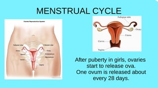 MENSTRUAL CYCLE
After puberty in girls, ovaries
start to release ova.
One ovum is released about
every 28 days.
 