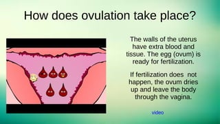 How does ovulation take place?
The walls of the uterus
have extra blood and
tissue. The egg (ovum) is
ready for fertilization.
If fertilization does not
happen, the ovum dries
up and leave the body
through the vagina.
video
 