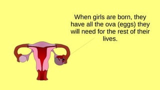 When girls are born, they
have all the ova (eggs) they
will need for the rest of their
lives.
 