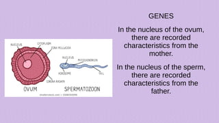 GENES
In the nucleus of the ovum,
there are recorded
characteristics from the
mother.
In the nucleus of the sperm,
there are recorded
characteristics from the
father.
 