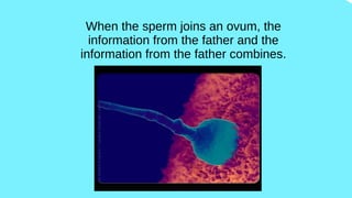 When the sperm joins an ovum, the
information from the father and the
information from the father combines.
 
