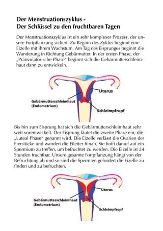 Der Menstruationszyklus ist ein sehr komplexer Prozess, der un-
sere Fortpflanzung sichert. Zu Beginn des Zyklus beginnt eine
Eizelle mit ihrem Wachstum. Am Tag des Eisprunges beginnt die
Wanderung in Richtung Gebärmutter. In der ersten Phase, der
„Präovulatorische Phase“ beginnt sich die Gebärmutterschleim-
haut dann zu entwickeln.
Der Menstruationszyklus -
Der Schlüssel zu den fruchtbaren Tagen
Bis hin zum Eisprung hat sich die Gebärmutterschleimhaut sehr
weit vorentwickelt. Der Eisprung läutet die zweite Phase ein, die
„Luteal Phase“ genannt wird. Die Eizelle verlässt die Ovarien der
Eierstöcke und wandert die Eileiter hinab. Sie hofft darauf auf ein
Spermium zu treffen, um befruchtet zu werden. Die Eizelle ist 24
Stunden fruchtbar. Unsere gesamte Fortpflanzung hängt von der
Befruchtung ab und so sind die Spermien gefordert die Eizelle zu
finden und zu befruchten.
 