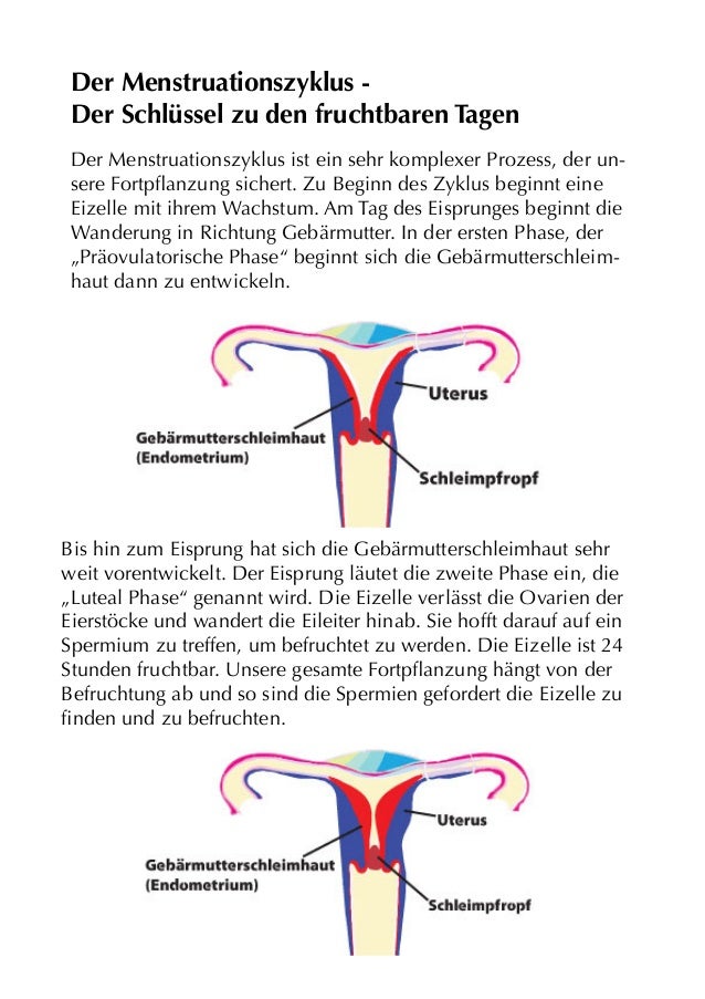 Menstruationszyklus Info