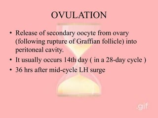 OVULATION
• Release of secondary oocyte from ovary
(following rupture of Graffian follicle) into
peritoneal cavity.
• It usually occurs 14th day ( in a 28-day cycle )
• 36 hrs after mid-cycle LH surge
 