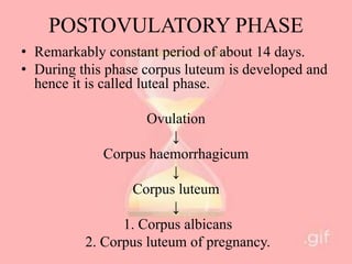 POSTOVULATORY PHASE
• Remarkably constant period of about 14 days.
• During this phase corpus luteum is developed and
hence it is called luteal phase.
Ovulation
↓
Corpus haemorrhagicum
↓
Corpus luteum
↓
1. Corpus albicans
2. Corpus luteum of pregnancy.
 
