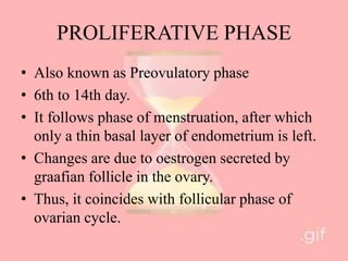 PROLIFERATIVE PHASE
• Also known as Preovulatory phase
• 6th to 14th day.
• It follows phase of menstruation, after which
only a thin basal layer of endometrium is left.
• Changes are due to oestrogen secreted by
graafian follicle in the ovary.
• Thus, it coincides with follicular phase of
ovarian cycle.
 