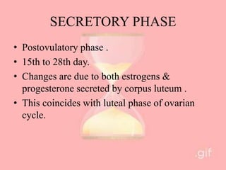 SECRETORY PHASE
• Postovulatory phase .
• 15th to 28th day.
• Changes are due to both estrogens &
progesterone secreted by corpus luteum .
• This coincides with luteal phase of ovarian
cycle.
 