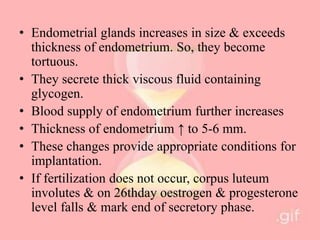 • Endometrial glands increases in size & exceeds
thickness of endometrium. So, they become
tortuous.
• They secrete thick viscous fluid containing
glycogen.
• Blood supply of endometrium further increases
• Thickness of endometrium ↑ to 5-6 mm.
• These changes provide appropriate conditions for
implantation.
• If fertilization does not occur, corpus luteum
involutes & on 26thday oestrogen & progesterone
level falls & mark end of secretory phase.
 