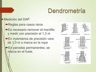 Medición del DAP
Reglas para casos raros
Es necesario remover el mantillo
y medir con precisión el 1,3 m
En inventarios de precisión vara
de 1,3 m o marca en la ropa
En parcelas permanentes, se
marca en el fuste.
 